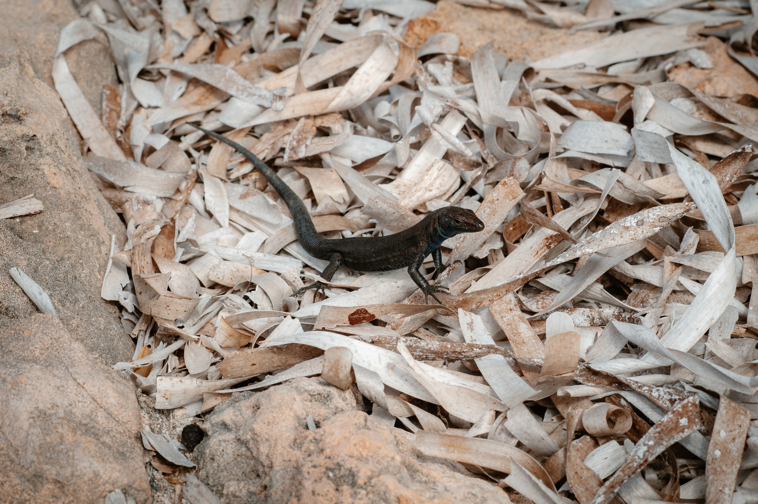 Sargantana de l'Illa de l'Aire (Foto: Lluís Gelabert - FotoBorn).