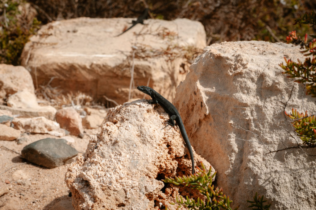 Sargantanes de l'Illa de l'Aire (Foto: Lluís Gelabert - FotoBorn).