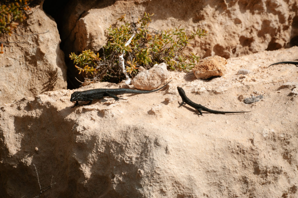 Sargantanes de l'Illa de l'Aire (Foto: Lluís Gelabert - FotoBorn).