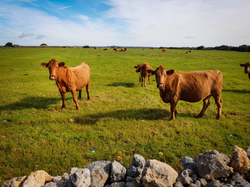 Vaca vermella menorquina (Foto: Camí de Cavalls 360º).