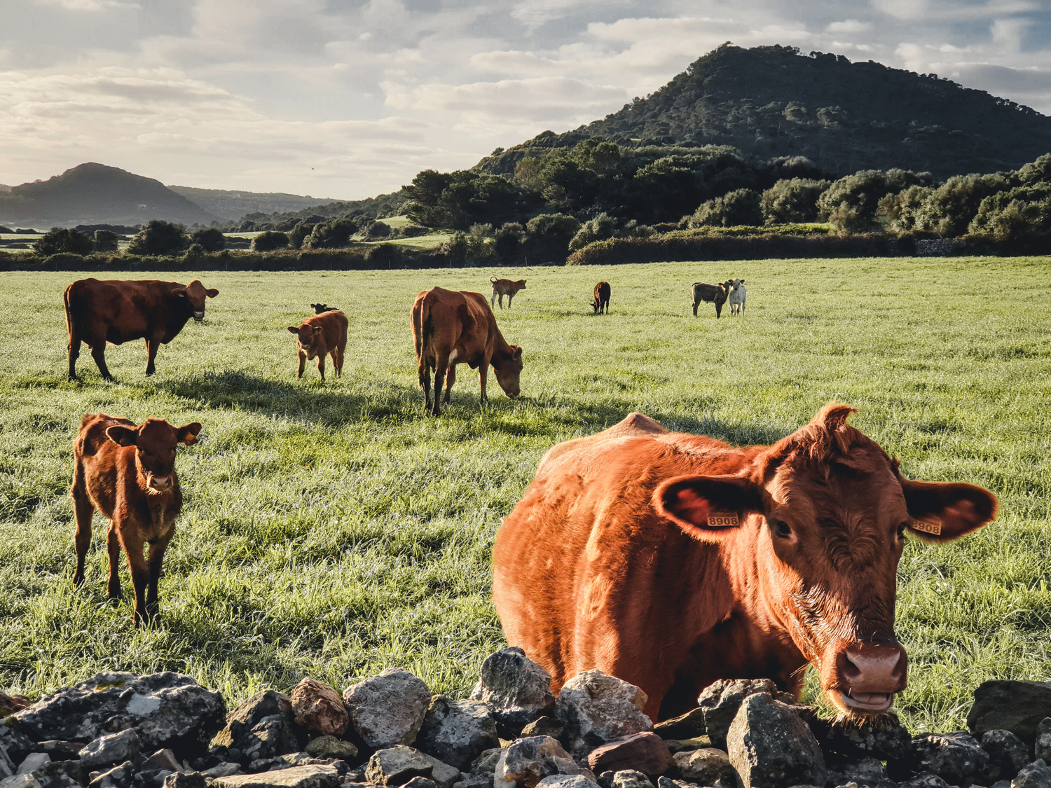 Vaca vermella menorquina (Foto: Camí de Cavalls 360º).